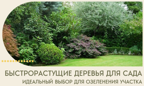 Быстрорастущие деревья для сада идеальный выбор в Йошкаре-Ола